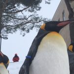 北海道の旭山動物園/お尻ふりふりペンギンの散歩が可愛いすぎ！！