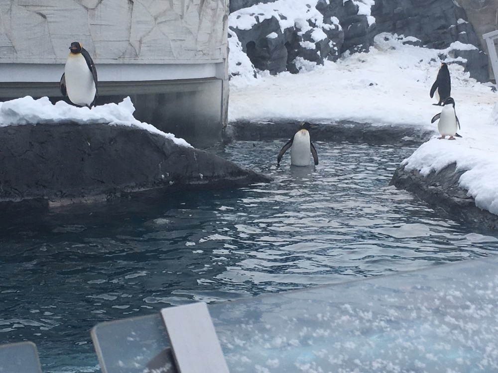 ペンギンが水中に飛び込む瞬間